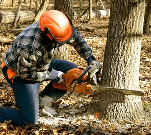 Tree Removal in Tornado, WV